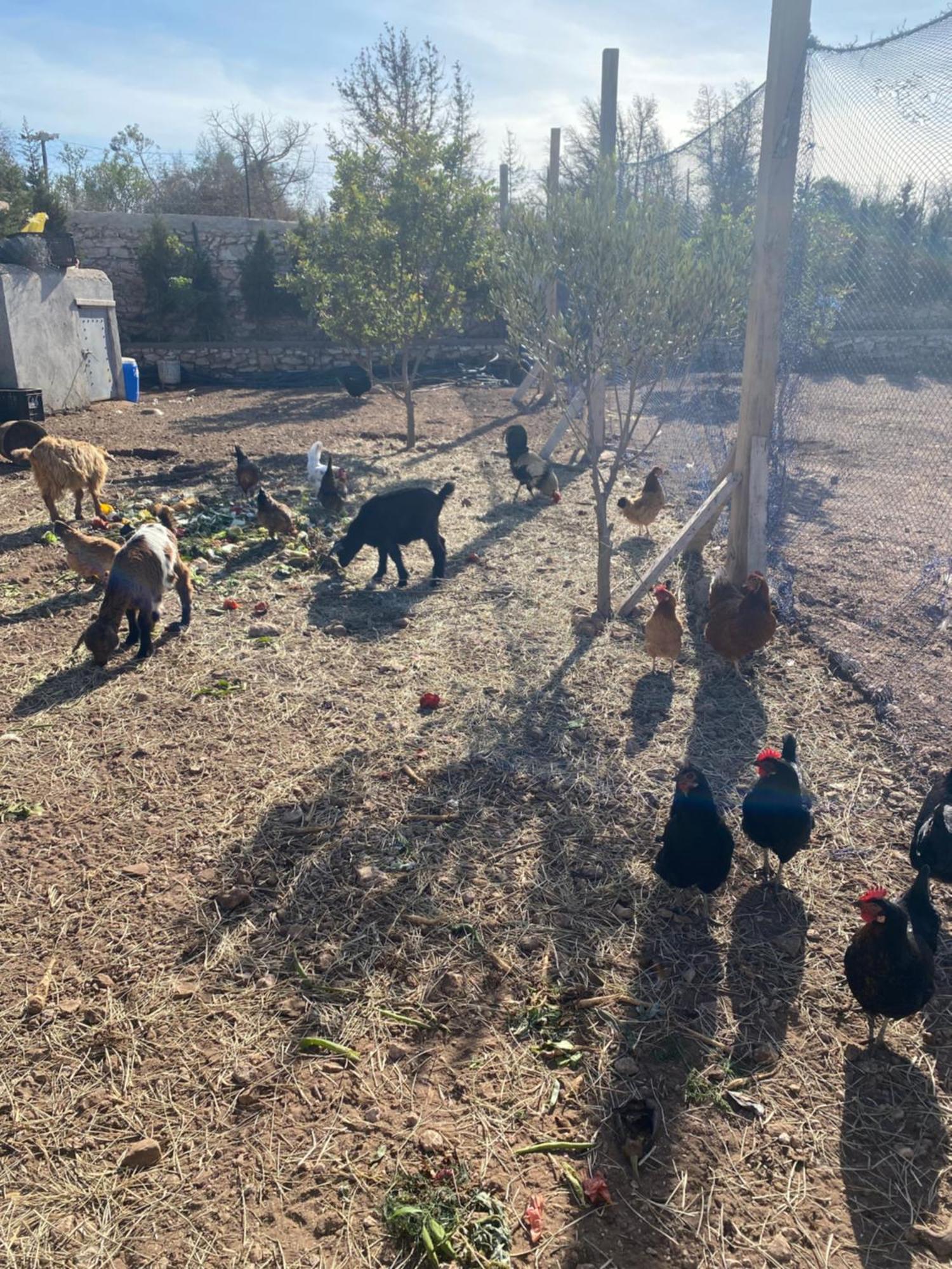 אסאוירה Villa Laarich מראה חיצוני תמונה